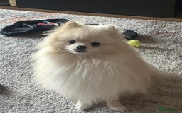 Pomeranian dogs for sale: Miniature Pomeranian puppies - Image 6