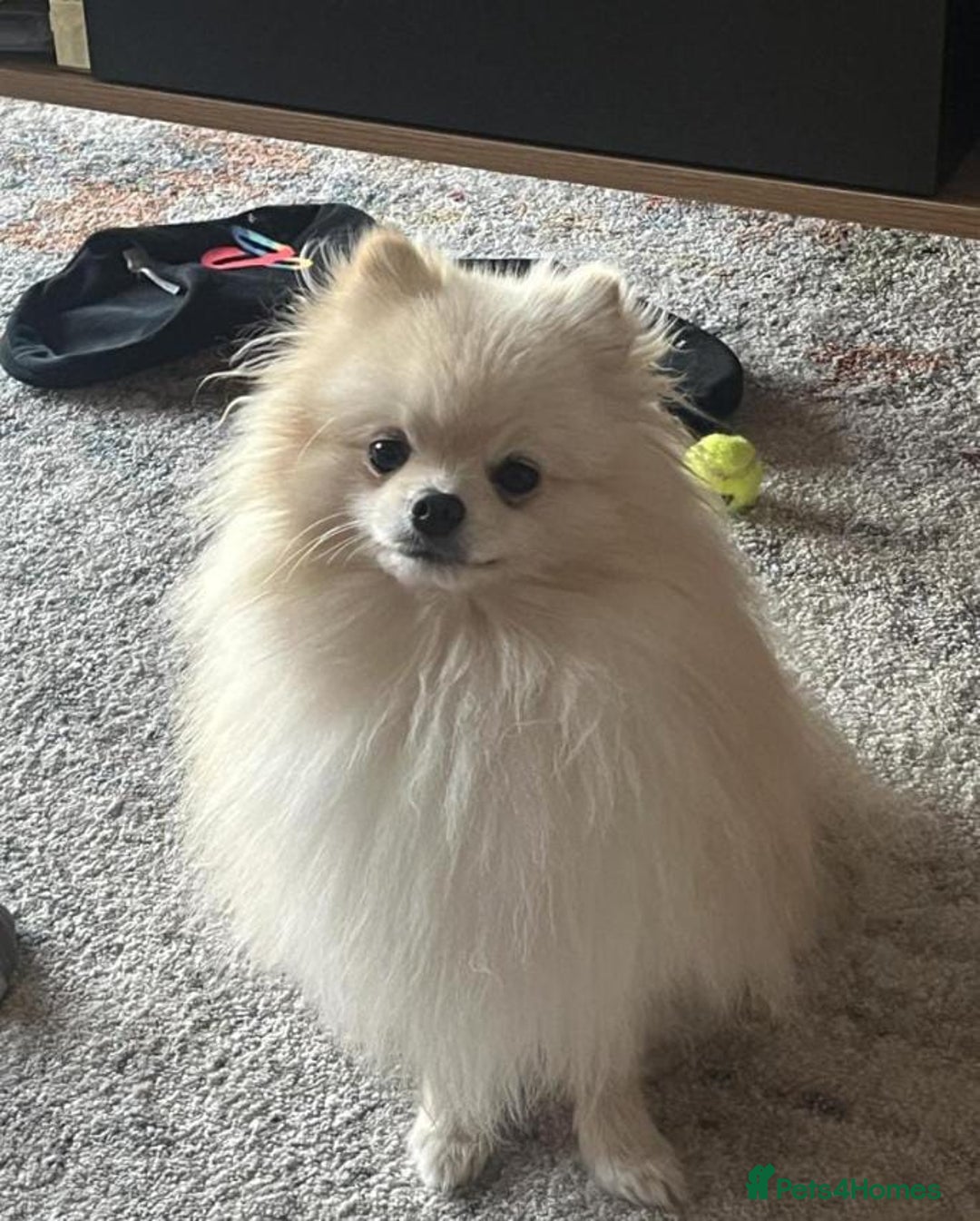 Pomeranian dogs for sale: Miniature Pomeranian puppies - Image 6