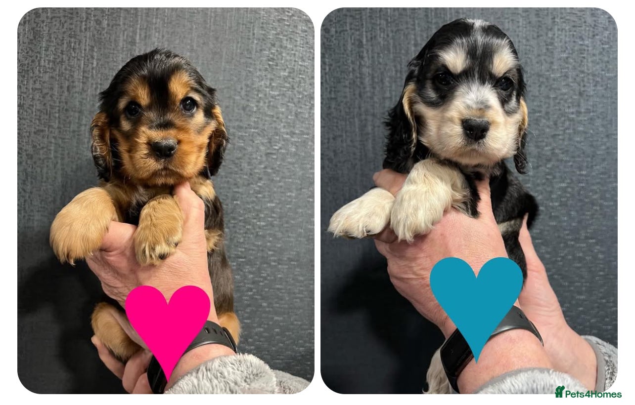 Cocker Spaniel dogs Show Cocker Spaniel puppies from DNA tested parent - Advert 17