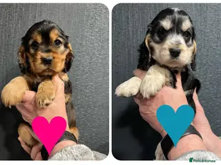 Cocker Spaniel dogs Show Cocker Spaniel puppies from DNA tested parent - Advert 17