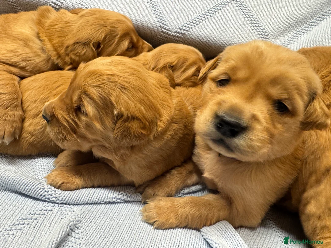 Golden Retriever dogs for sale: DARK RED KC GOLDEN RETRIEVER PUPS ❤️ - Advert 7