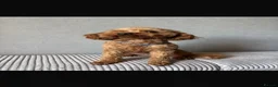Cockapoo dogs for sale: Health tested, fully vaccinated, F1 Toy cockapoos - Advert 40