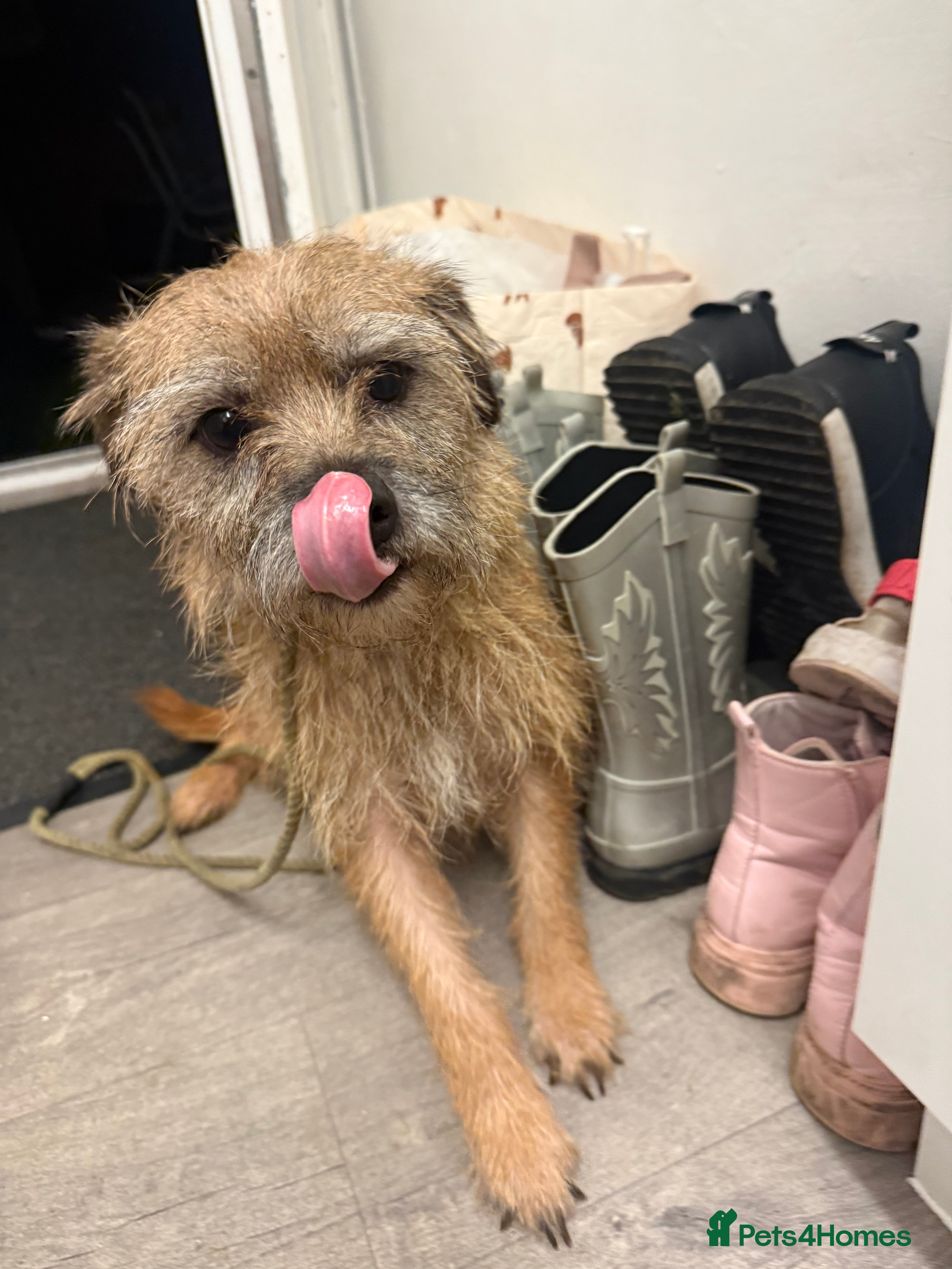 Border Terrier dogs Border terrier puppies  - Advert 18