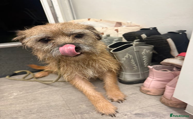 Border Terrier dogs Border terrier puppies  - Advert 15