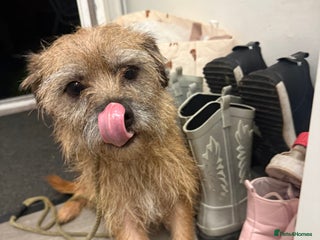 Border Terrier dogs Border terrier puppies - Advert 13