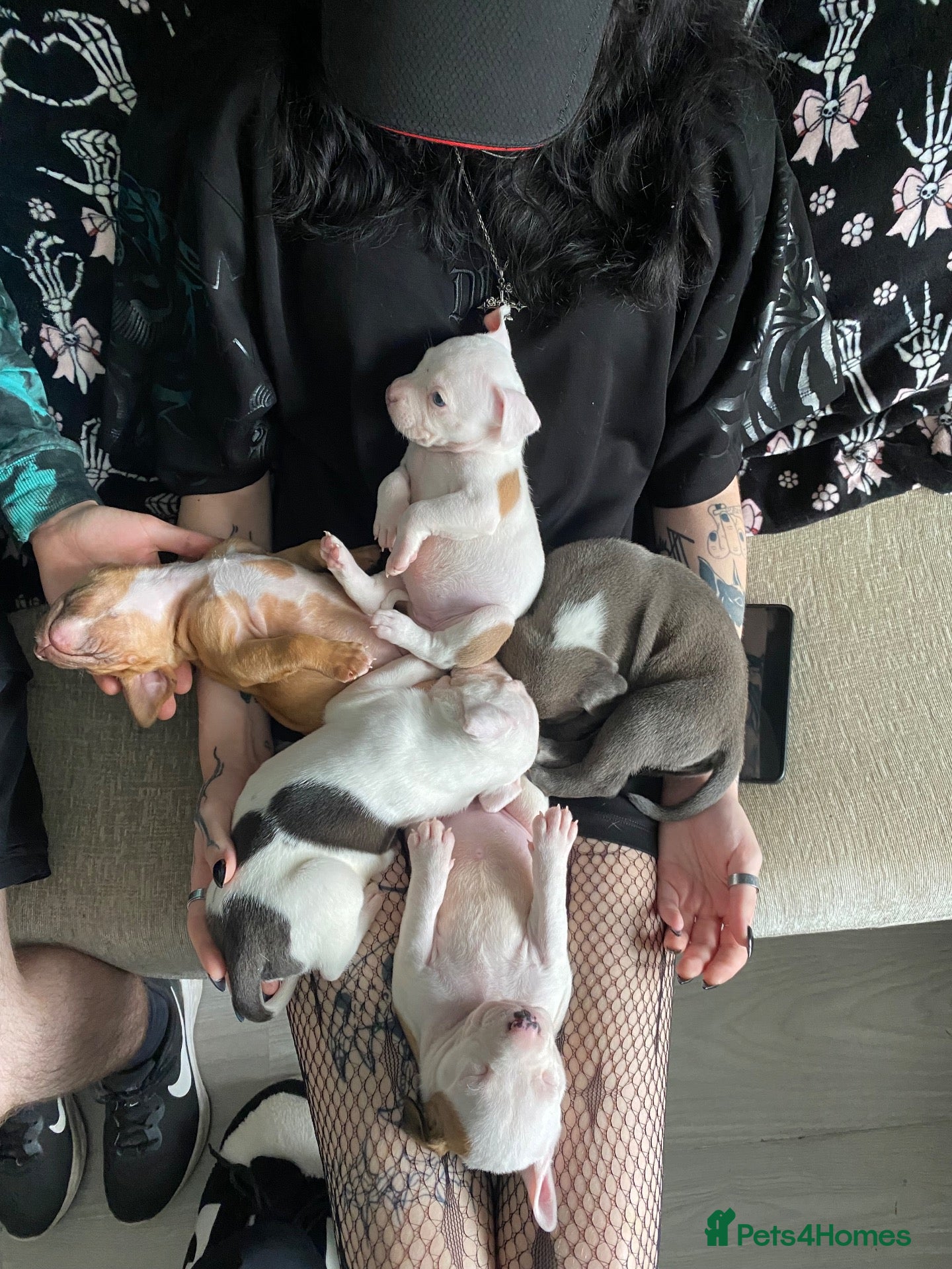 Mixed Breed dogs 7 beautiful staffy cane corso pups 😍 - Advert 13