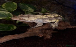 Gecko reptiles for sale: Friendly large Crested Gecko Male - Image 2