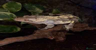 Gecko reptiles - Advert 1