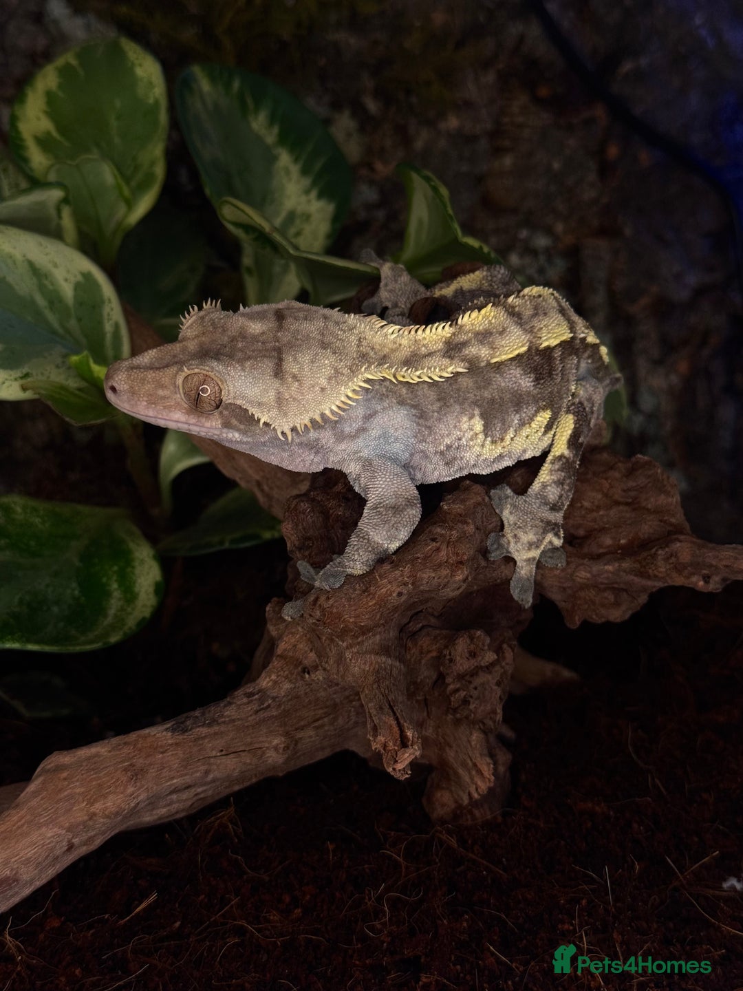 Gecko reptiles for sale: Friendly large Crested Gecko Male - Image 2