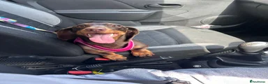 Dachshund 1