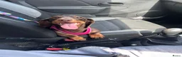 Dachshund dogs for sale: 3 year old female dachshund - Advert 2