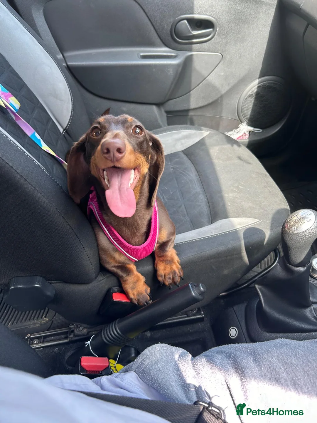 Dachshund dogs for sale: 3 year old female dachshund - Advert 2