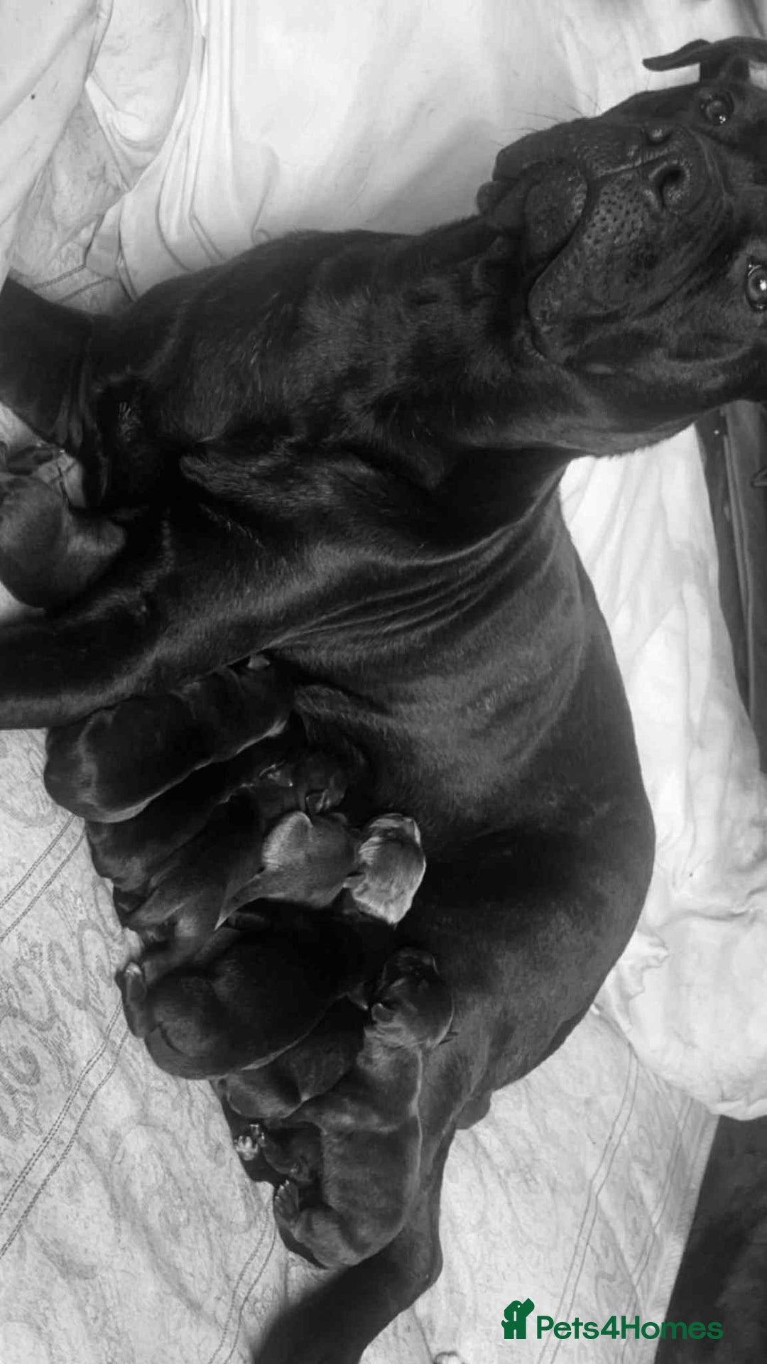 Cane Corso dogs for sale: Cane corso x Italian mastiff puppies  in Worksop - Image 15
