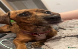 Mixed Breed dogs for sale: Benji and Eevee - Image 8