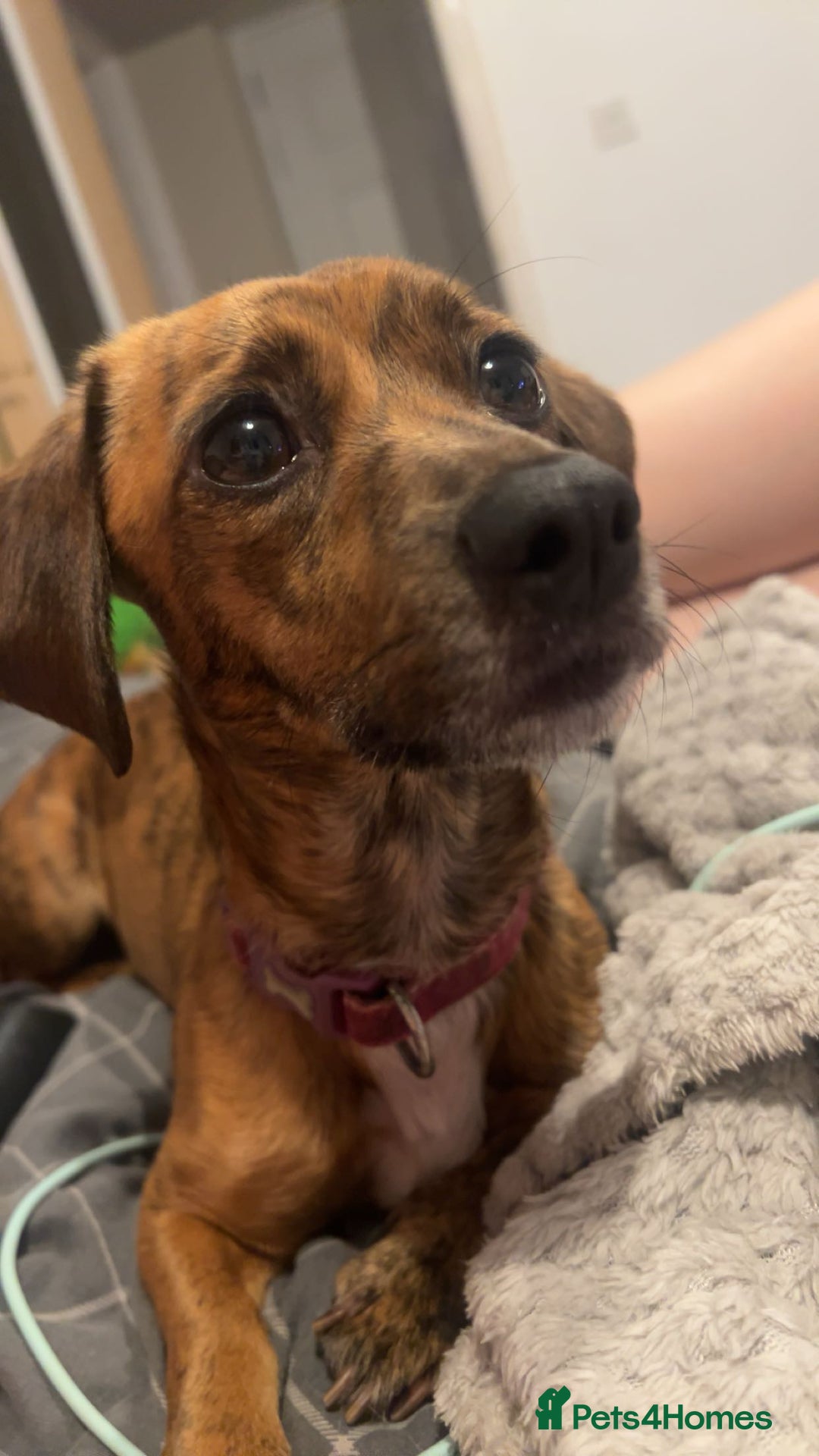 Mixed Breed dogs for sale: Benji and Eevee - Image 8