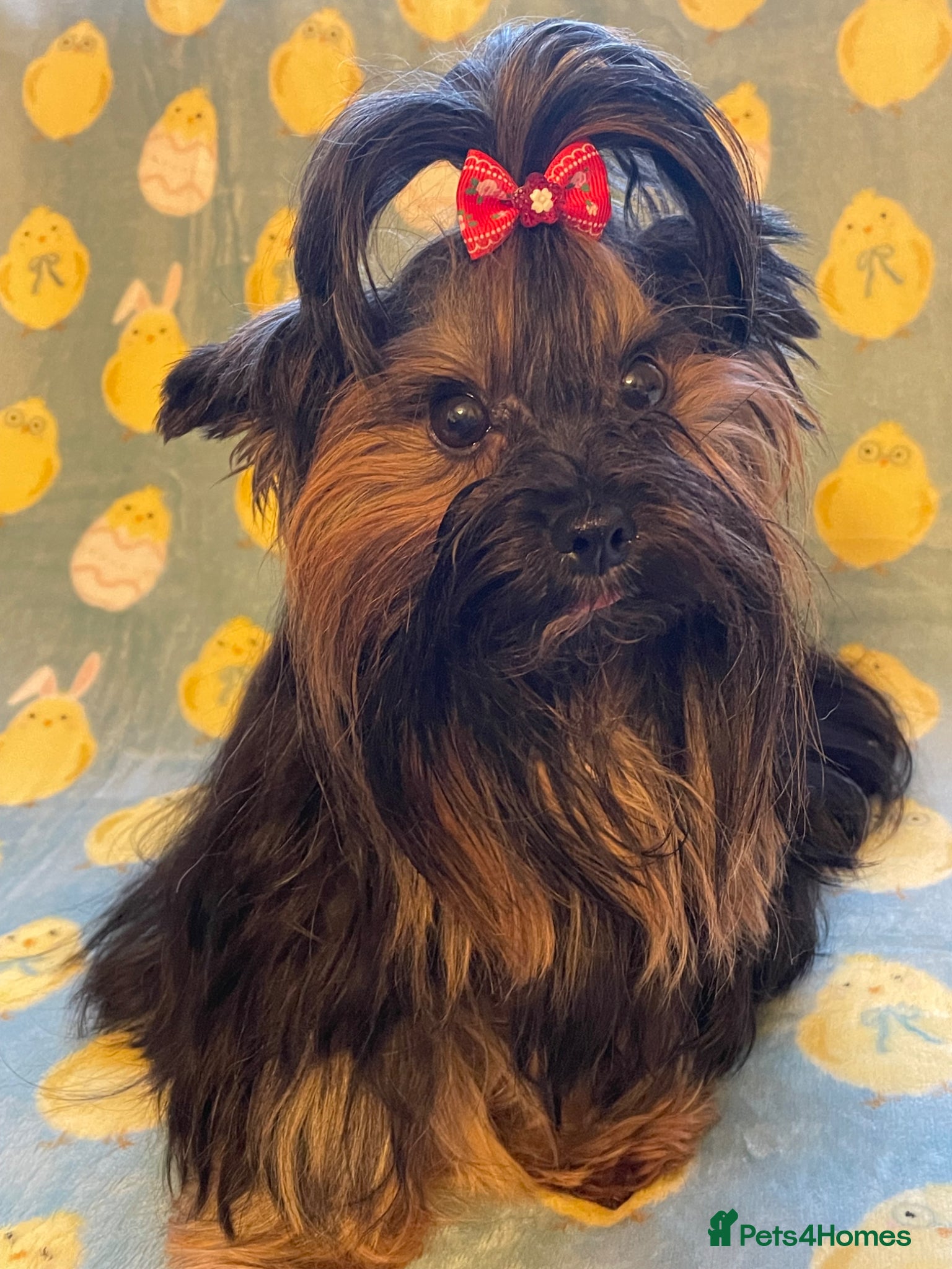 Yorkshire Terrier dogs York Terrier ,Black Tan - Advert 1