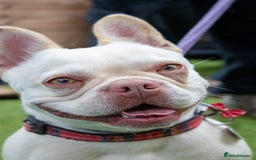 French Bulldog dogs for sale: RESCUE; Amber frenchie in Chessington - Image 9