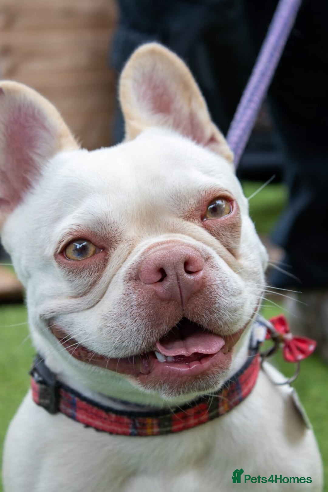 French Bulldog dogs for sale: RESCUE; Amber frenchie in Chessington - Image 9