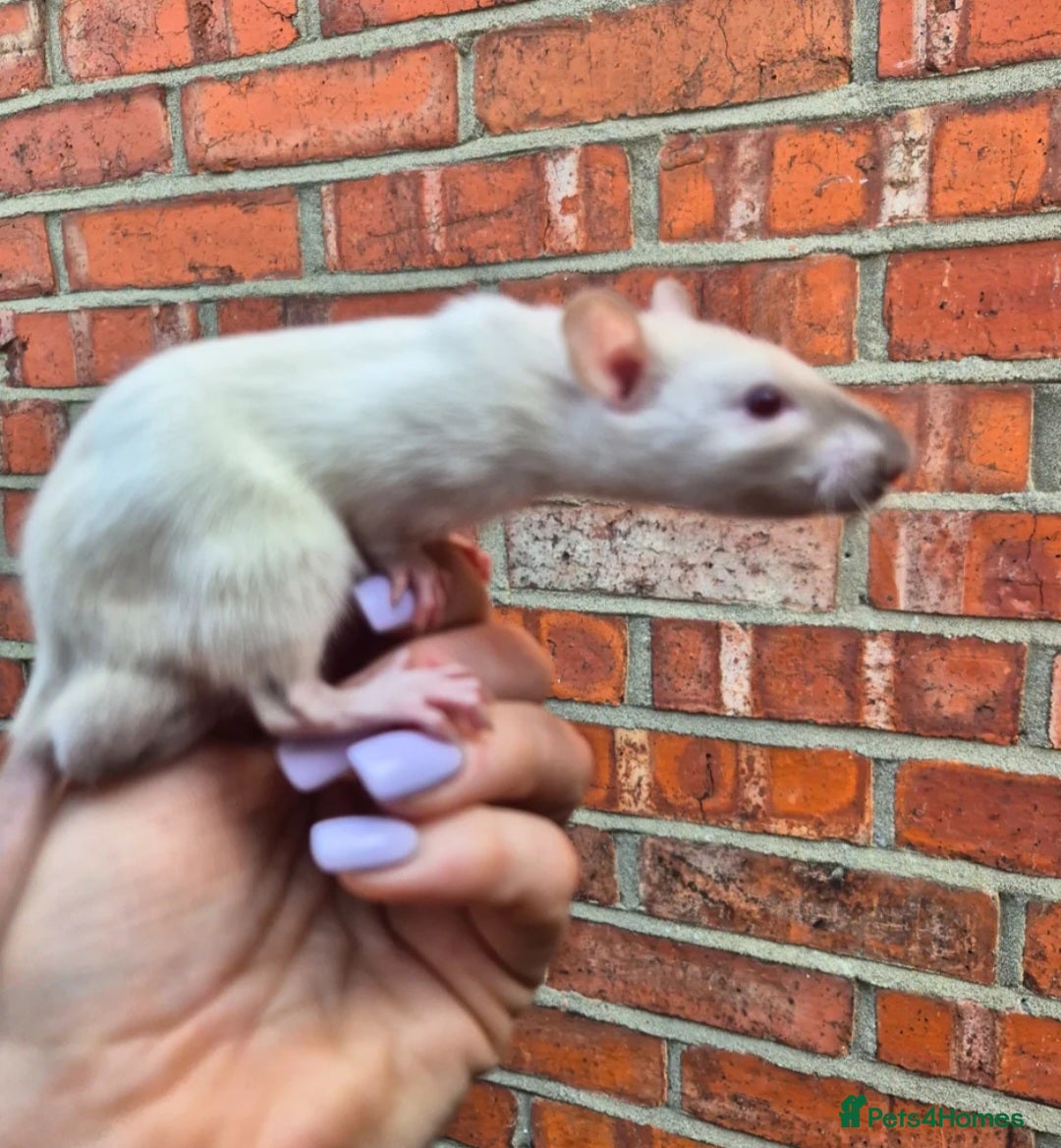 Rat rodents 3 Male Dumbo Rats  - Advert 1