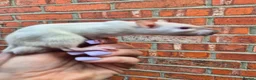 Rat rodents for sale: 3 Male Dumbo Rats  in London - Advert 1