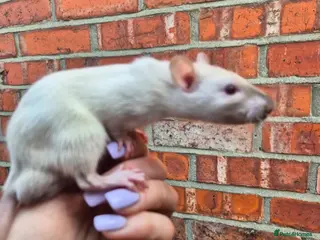 Rat rodents 3 Male Dumbo Rats - Advert 1