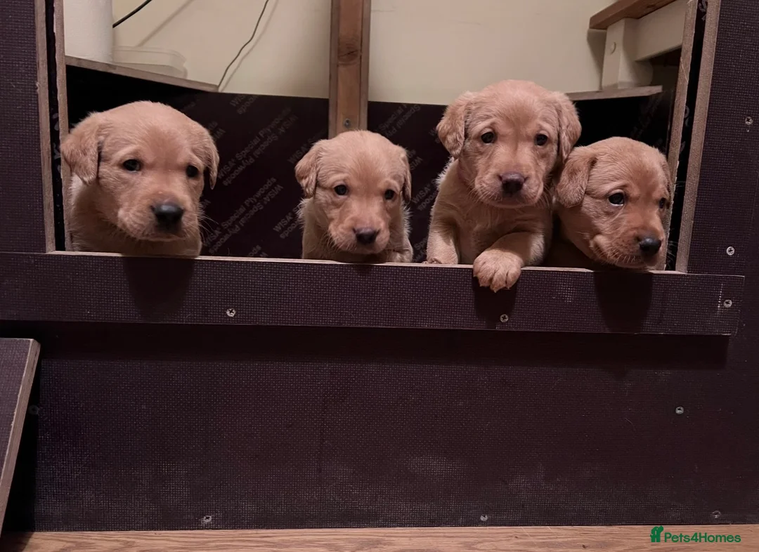 Labrador Retriever dogs for stud: **Fox Red Labrador for Stud** - Advert 5