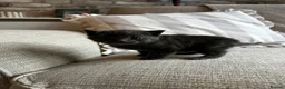 Russian Blue cats for sale: Two beautiful Russian blue kittens for sale  - Advert 7