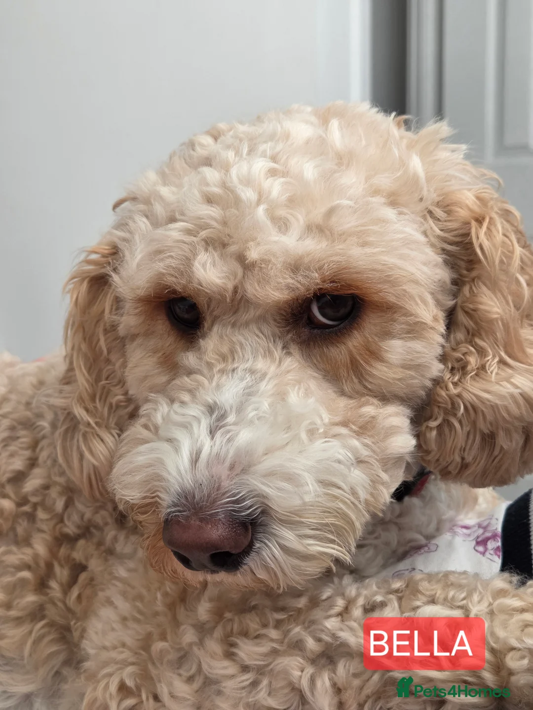 Cockapoo dogs for sale: F2 Cockapoo Puppies - Advert 2