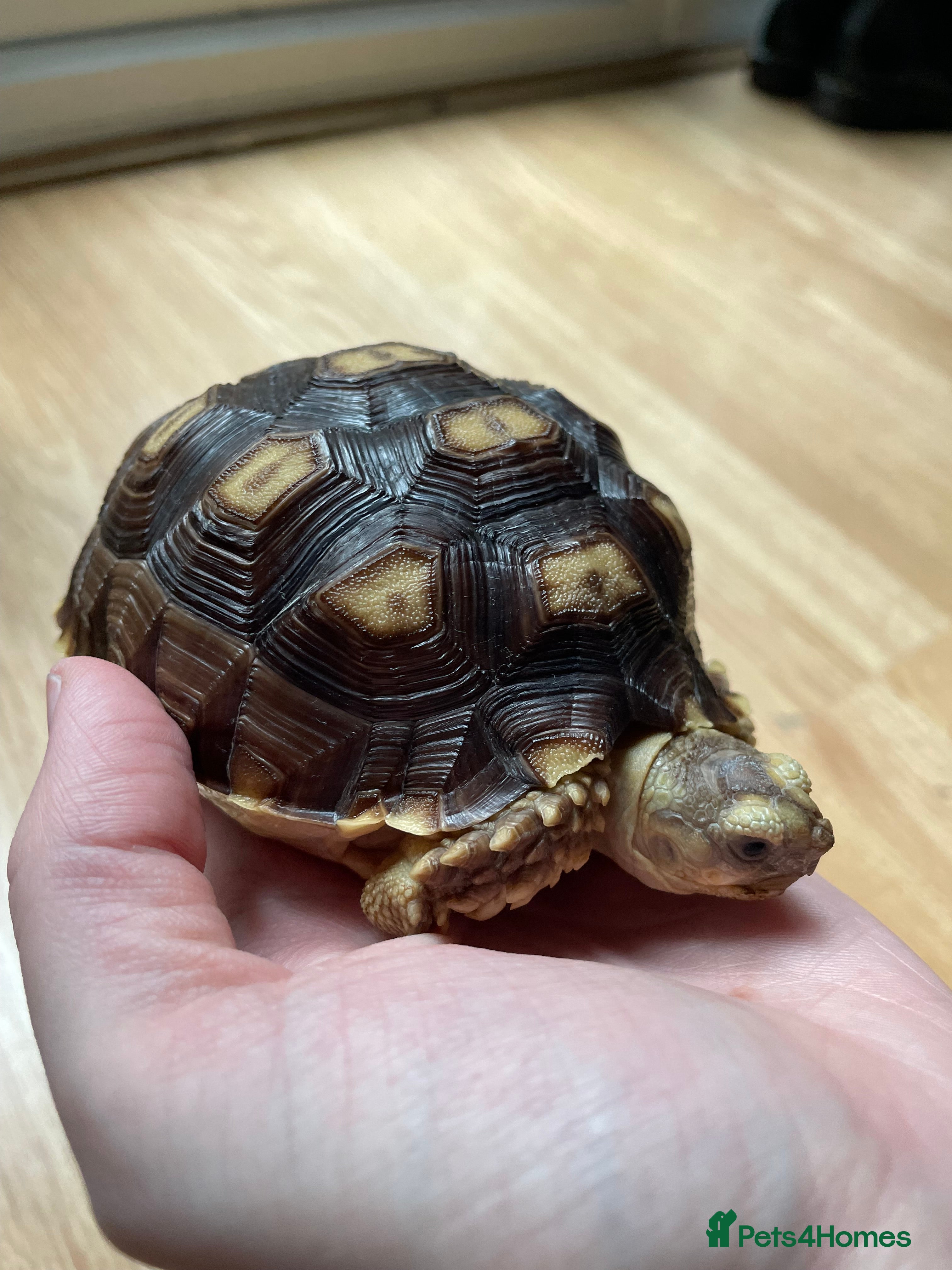 Tortoise reptiles baby sulcata tortoise - Advert 15