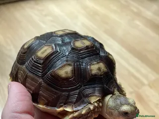 Tortoise reptiles baby sulcata tortoise - Advert 15