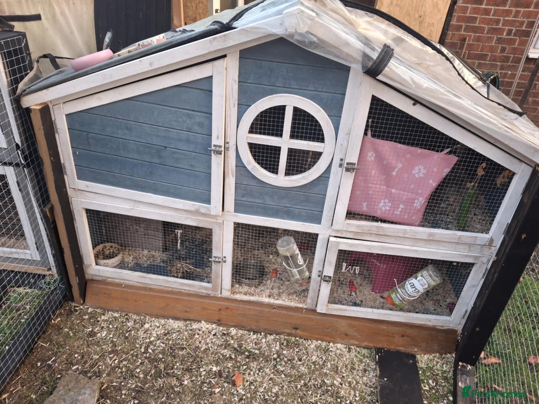 Guinea Pig rodents for sale: 3 Female Guinea Pigs- plus Hutch and extras - Image 8