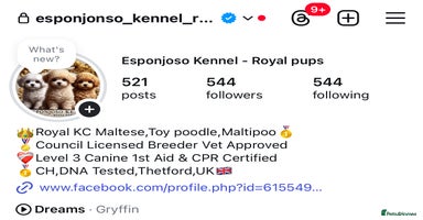 Maltipoo dogs - Advert 6