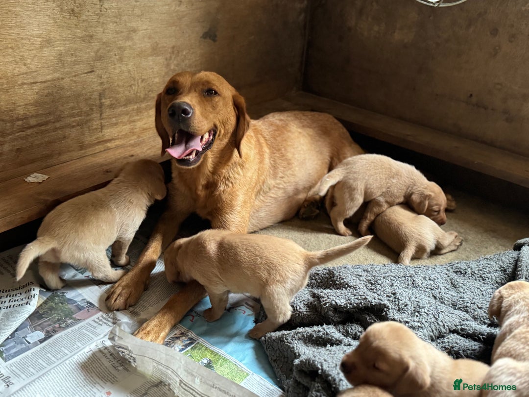 Mixed Breed poultry for sale: 🐶 KC Registered Fox Red Labrador Puppies 🐶 - Advert 11