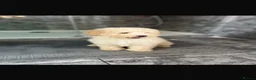 Cavapoo dogs for sale: Cavapoo F1 puppies  - Advert 8