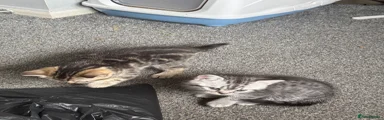 British Shorthair Kitten 3