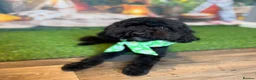 Mixed Breed dogs for sale: PatterPoo Litter - Advert 17