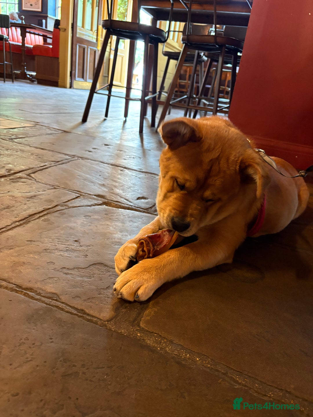 Mixed Breed dogs for sale: Chow Chow X Rottweiler  - Image 2