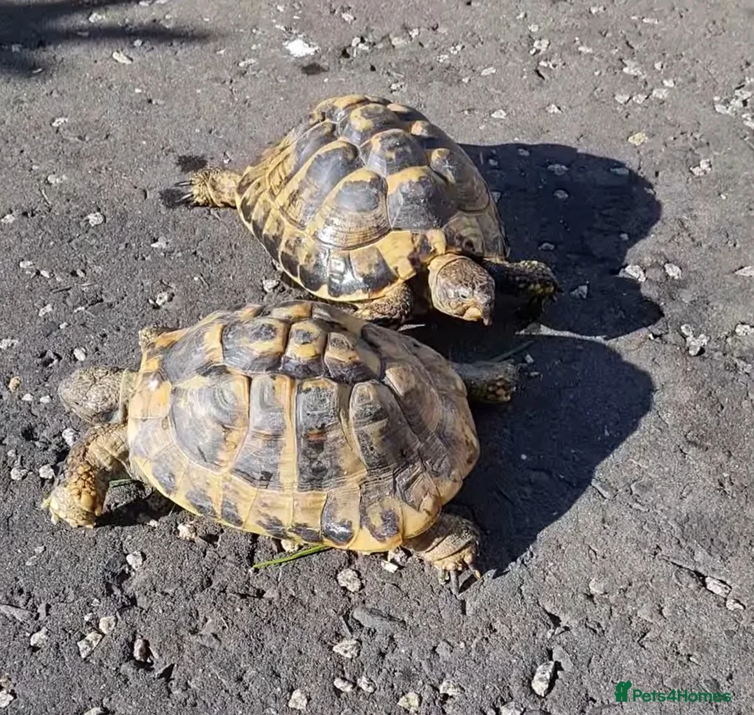 Tortoise reptiles for sale: 2 tortoises  - Advert 2