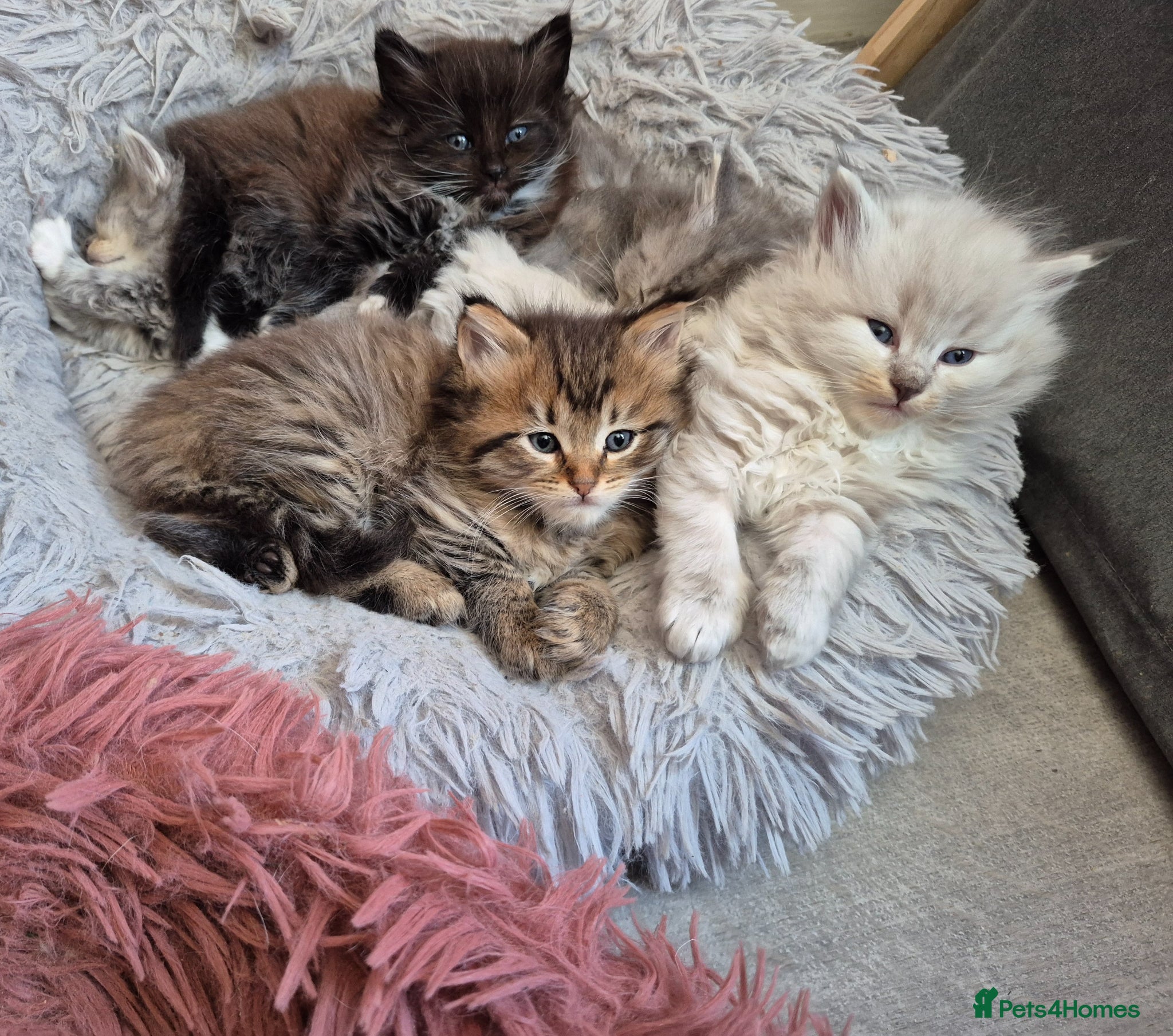 Siberian cats Stunning siberians/Neva masquerade babies  - Advert 5