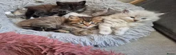 Siberian cats for sale: Last 2 baby boys, ready to leave soon, siberians - Advert 2