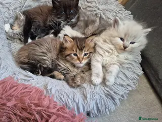 Siberian cats Stunning siberians/Neva masquerade babies - Advert 5