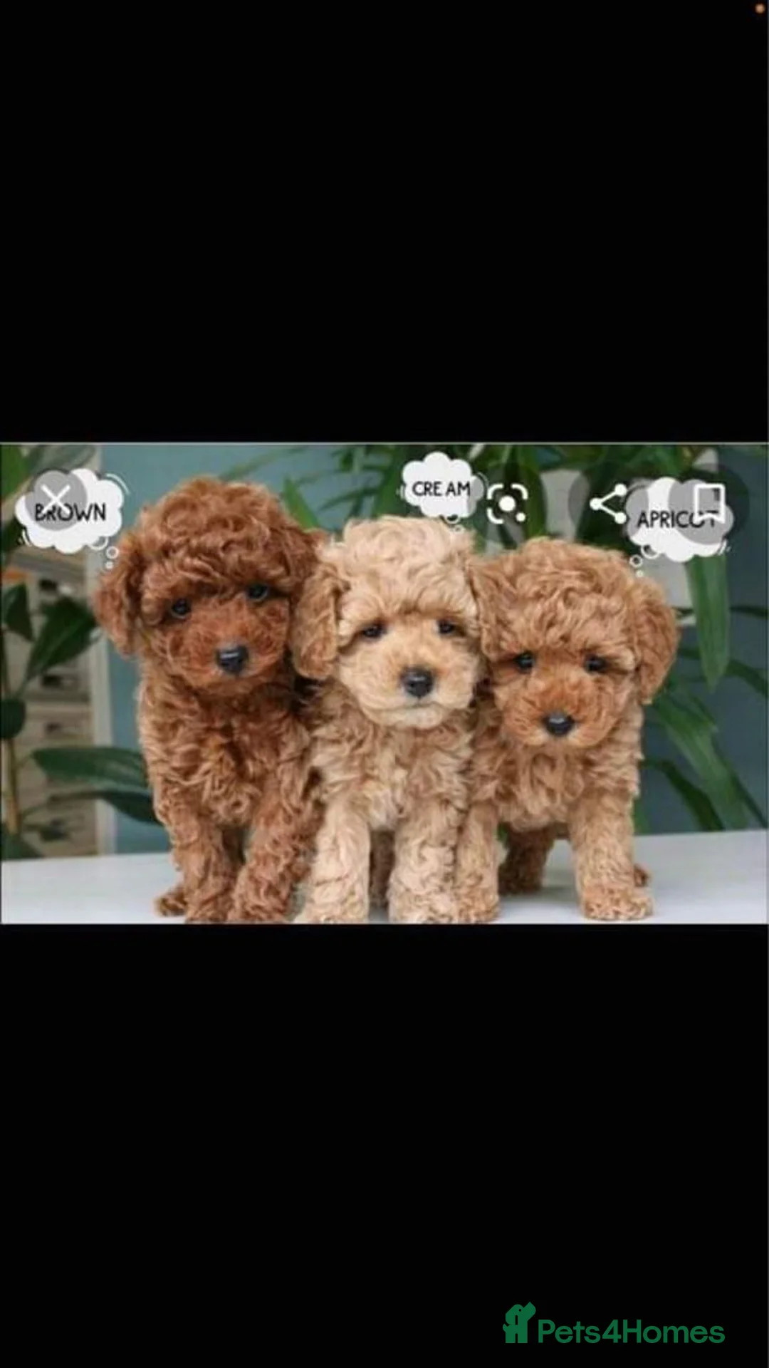 Toy Poodle dogs for stud: 🏆PROVEN🏆sable miniature poodle health tested in Havant - Advert 14