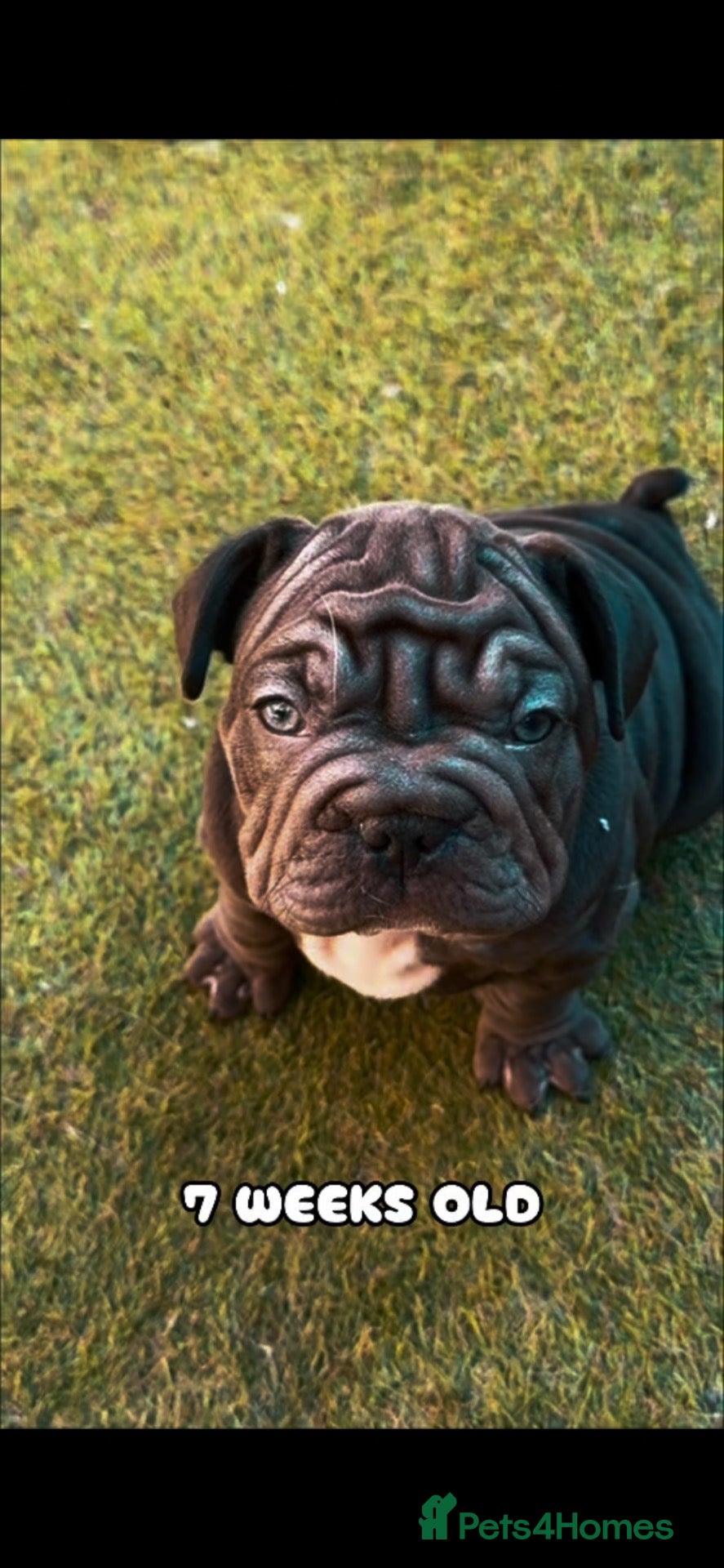 French Bulldog dogs 🐾Amazing French Bulldog Puppies🐾 - Advert 4