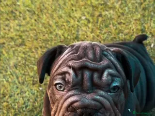 French Bulldog dogs 🐾Amazing French Bulldog Puppies🐾 - Advert 4