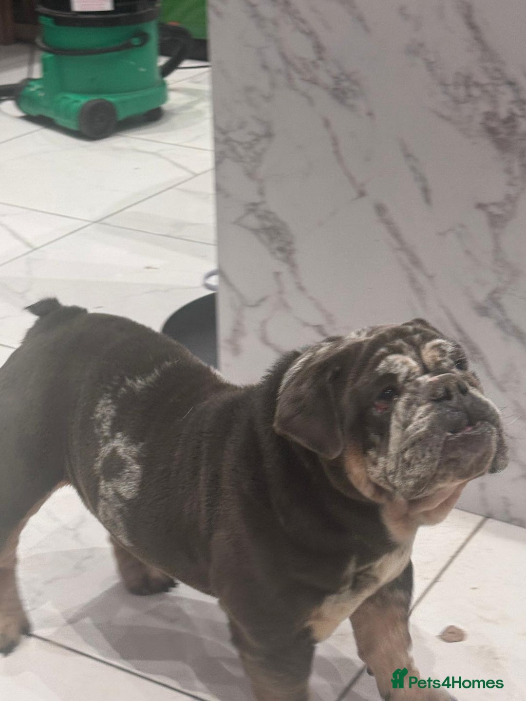 English Bulldog dogs for sale: 3yr old blue and white of reg bulldog bitch - Advert 4
