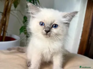 Ragdoll cats 🔹🩵Sweet little Gentleman need a forever home🩵🔹 - Advert 4
