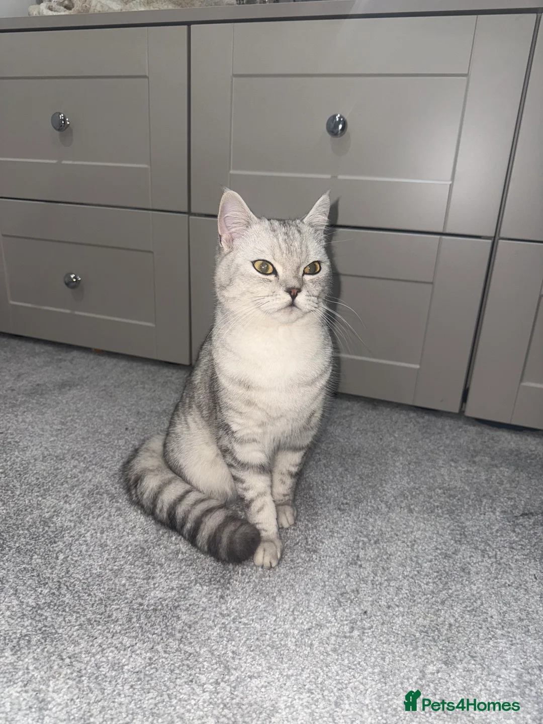 British Shorthair cats for sale: British shorthair in Heanor - Advert 2