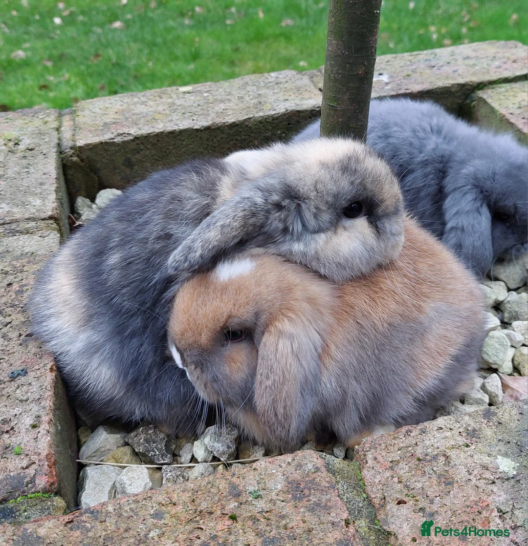 Mini Lop rabbits for sale: Baby Mini Lop Rabbits  - Advert 3