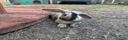 Mixed Breed rabbits for sale: Rabbits for sale - Advert 1