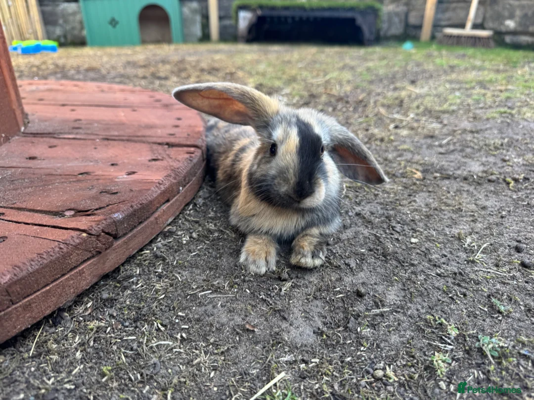 Mixed Breed rabbits for sale: Rabbits for sale - Advert 1